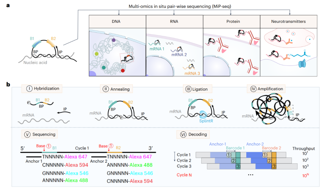 Nature Biomedical Engineering|球速体育團隊合作開發新型空間組學技術MiP-seq